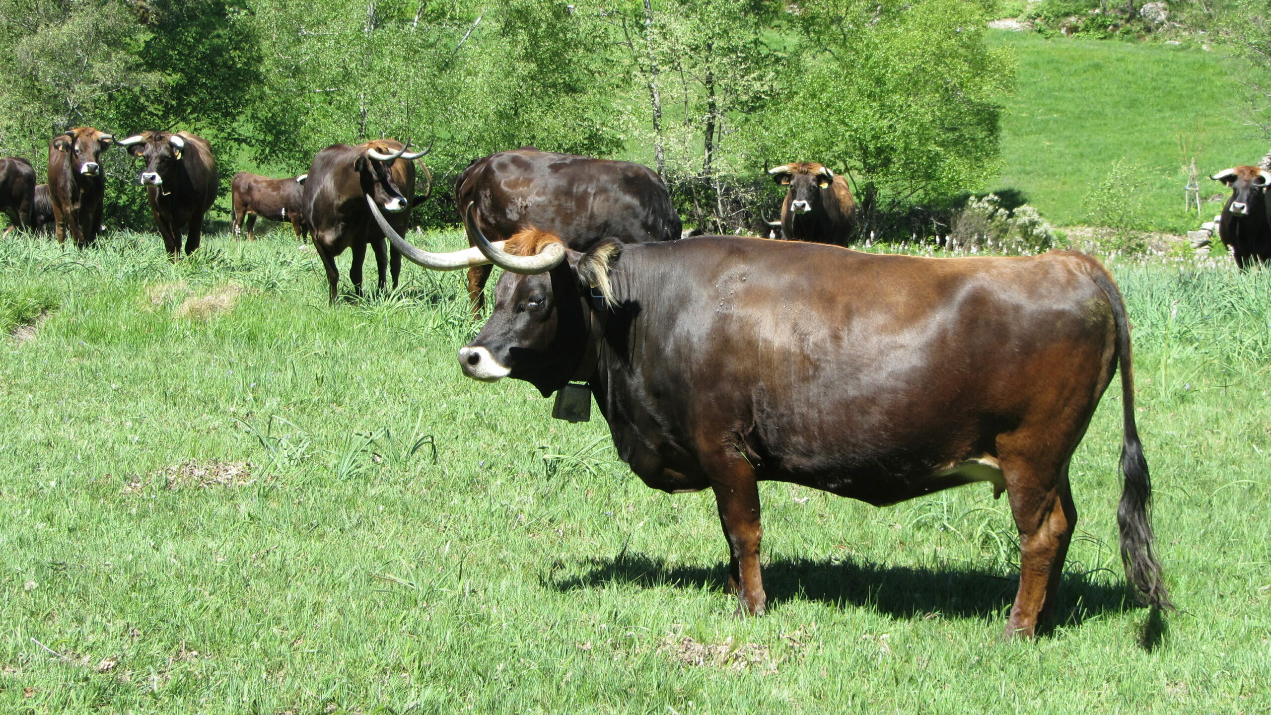 Bovinos Maronesa