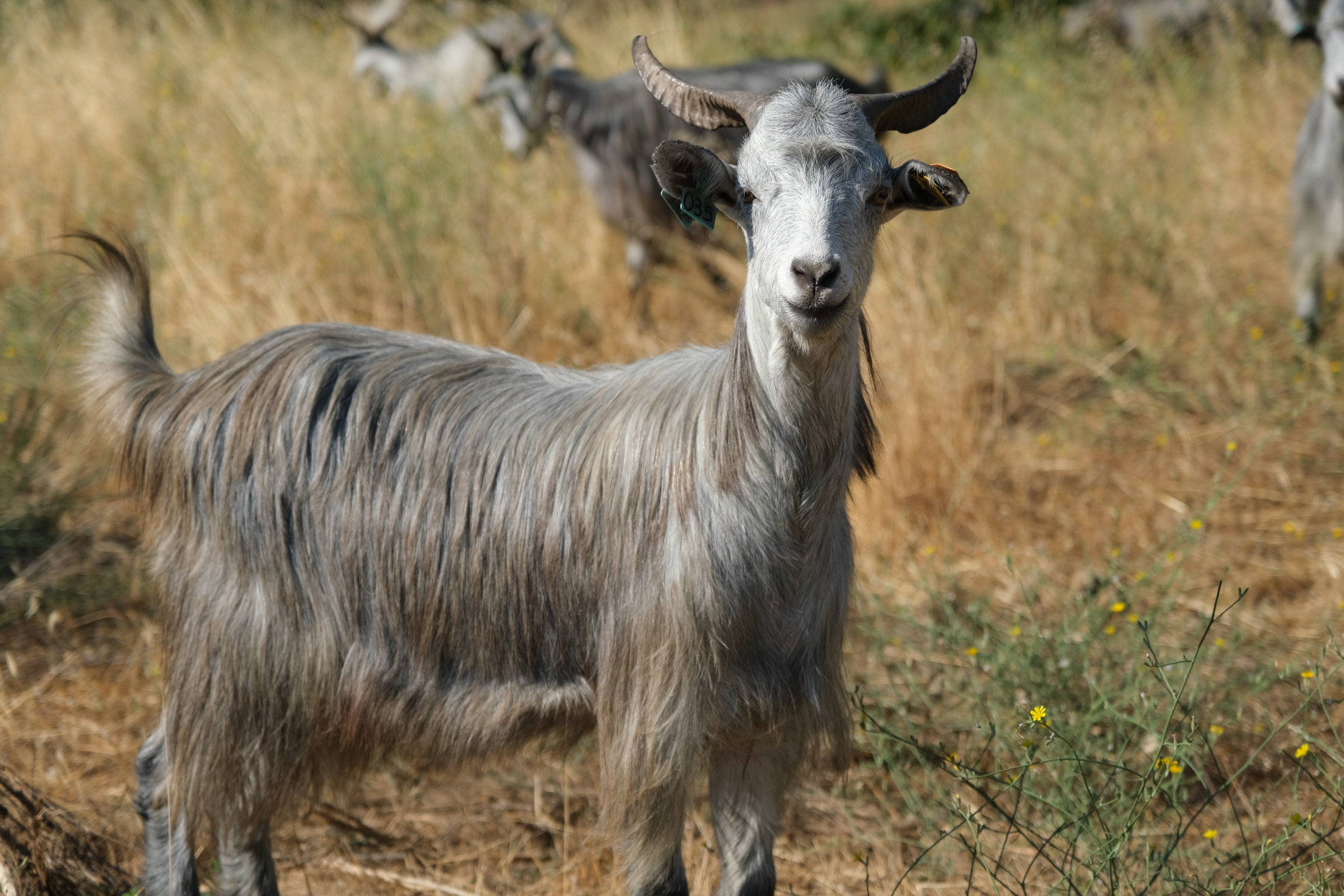 Caprinos Serrana Transmontana